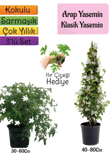 Kokulu Arap Yasemini+Klasikyasemin+Itır Çiçeği Hediyeli 3'lü Bahçe Seti