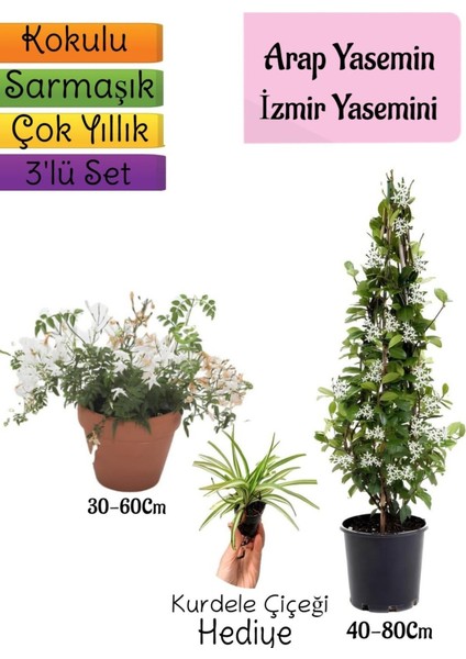 Kokulu Arap Yasemini+Klasik Izmir Yasemin+Kurdele Çiçeği Hediyeli 3'lü Bahçe Seti