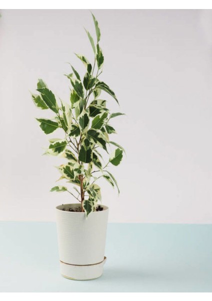 Çift Dal Alacalı Beyaz Benjamin (40-70 cm)1 Adet Tüplü İç/ Dış Mekan Bitkisi