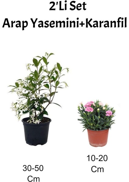 2'li Set Arap Yasemini+ Pembe Karanfil Çiçeği Dış Mekan Bitkisi