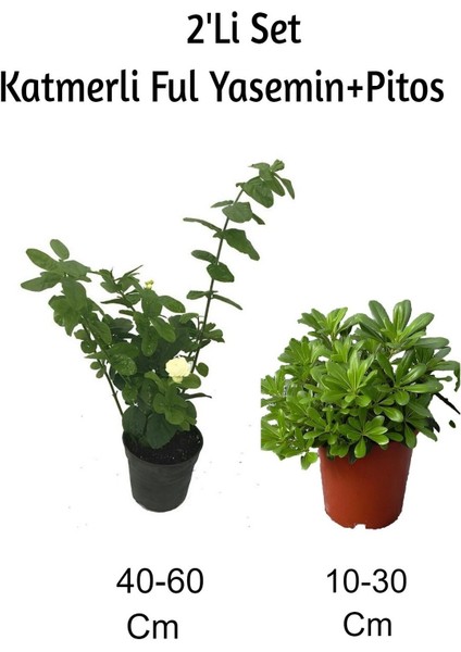 Katmerli Ful Yasemin Çiçeği+Pitos 2'li Set Dış Mekan Bitkisi