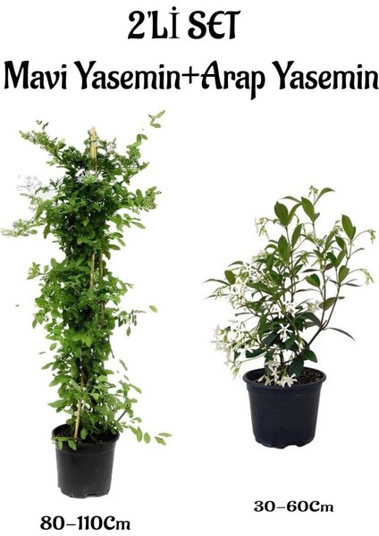 Kokulu Mavi Yasemin Çiçeği Fidanı+Arap Yasemin FidanI(30-60 cm) 2'li Set Bahçe Bitkisi