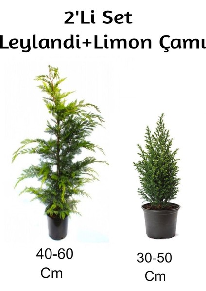Leylandi+ Limon Çamı 2'li Set Dış Mekan Bitkisi