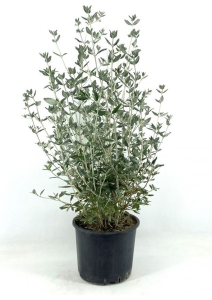 Zeytin Çalısı Çiçeği FidanI(20-40 cm)+GAURA Çiçeği(20-40 cm)2'LI Set Saksılı Bahçe Bitkisi fiyatları