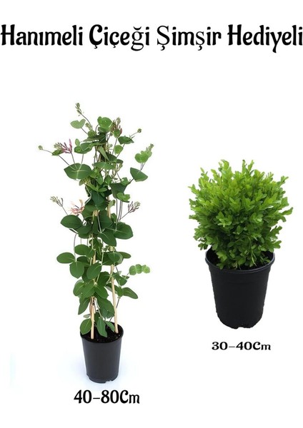 Mis Kolulu Hanımeli Çiçeği Fidanı+Çalı Şimşiri Fidanı Hediyeli Bahçe Bitkisi