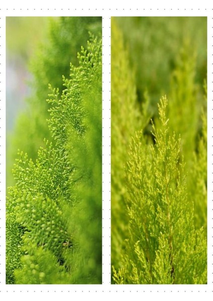 Videolu Salon Çamı Limoni Servi 30-40 cm Saksılı Tüplü Dış Mekan Ağaçları Lemon-Scented Pine