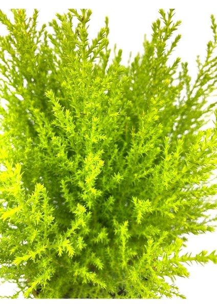 Videolu Salon Çamı Limoni Servi 30-40 cm Saksılı Tüplü Dış Mekan Ağaçları Lemon-Scented Pine fiyatları