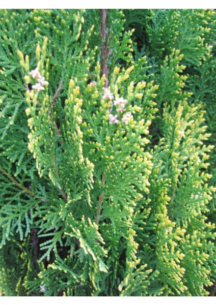 10 Adet Yeşil Leylandi Fidanı, Tüplü 40-60 cm Cupressocyparis Leylandii
