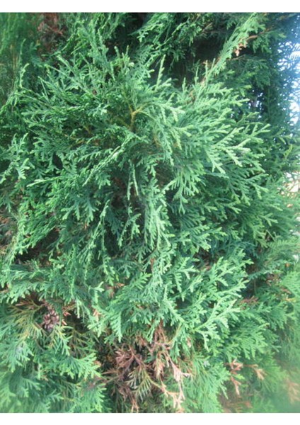 10 Adet Yeşil Leylandi Fidanı, Tüplü 40-60 cm Cupressocyparis Leylandii