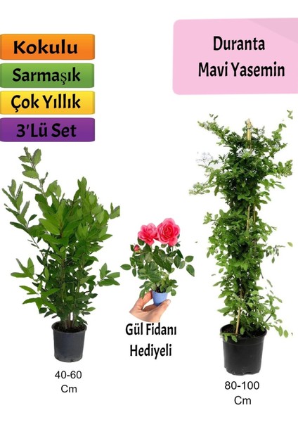 Mavi Yasemin+ Defne Çalısı+ Pembe Gül Fidanı Hediyeli