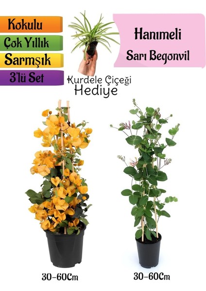 Sarı Begonvil+Kokulu Hanımeli Çiçeği+Kurdele Çiçeği Hediyeli 3'lü Peyzaj Seti