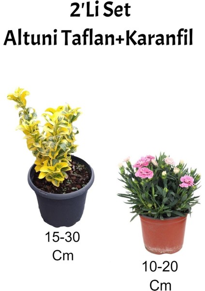 2'li Set Altuni Taflan Fidanı + Pembe Karanfil Çiçeği Dış Mekan Bitkisi