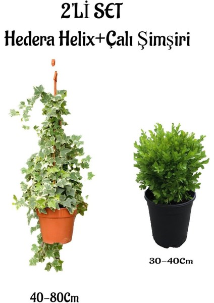 Alacalı Hedera HELIX(40-80CM)+ÇALI ŞIMŞIRI(30-40CM) 2'li Set Saksılı Bahçe Bitkisi