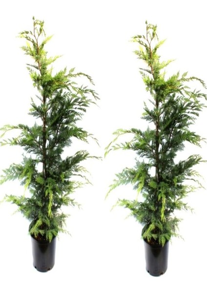 Videolu Leylandi Çam Fidanı 2 Adet Saksılı/ Tüplü 30-60 cm Dış Mekan Bitkisi (Leylandi Cedar)