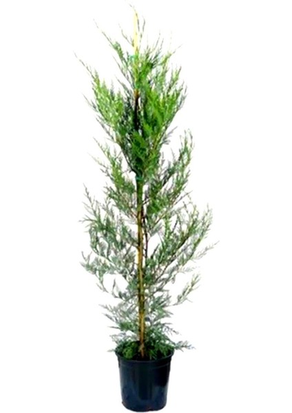 Videolu Leylandi Çit Bitkisi 2 Adet Saksılı/ Tüplü 20-40 cm (Cupressocyparis Leylandii)