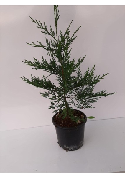 Videolu Leylandi Çit Bitkisi 2 Adet Saksılı/ Tüplü 20-40 cm (Cupressocyparis Leylandii)
