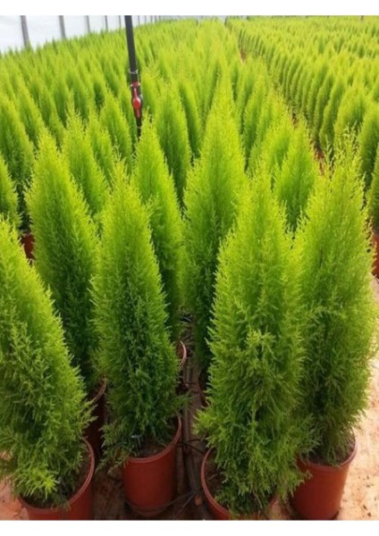 Videolu Canlı Mis Kokulu Limoni Servi Çam Ağacı 30-60 cm Saksılıtüplü (Lemon Cypress Tree)