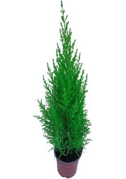 Videolu Canlı Mis Kokulu Limoni Servi Çam Ağacı 30-60 cm Saksılıtüplü (Lemon Cypress Tree)