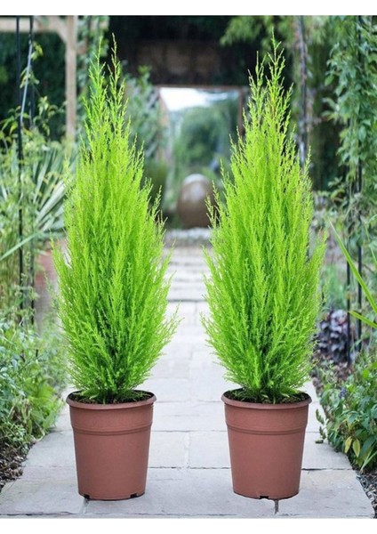 Videolu Canlı Mis Kokulu Limoni Servi Çam Ağacı 30-60 cm Saksılıtüplü (Lemon Cypress Tree)