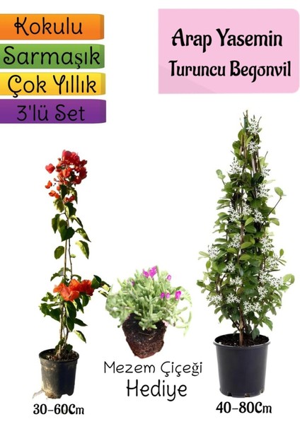 Mis Kokulu Arap Yasemini+Turuncu Begonvil+Mezem Çiçeği Hediyeli 3'lü Bahçe Seti