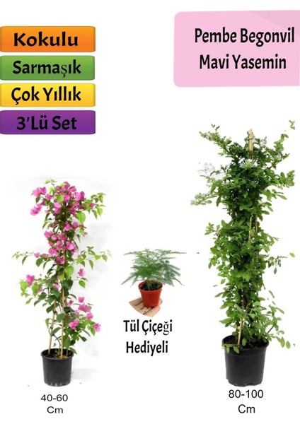 Mavi Yasemin+ Pembe Begonvil+Tül Hediyeli