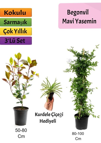Mavi Yasemin + Alev Çalısı+ Kurdele Hediyeli
