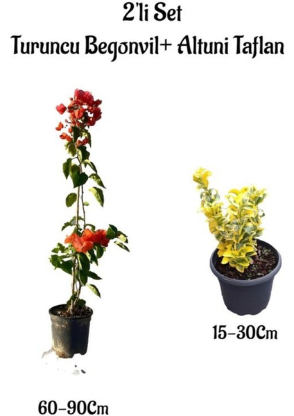 Turuncu Renk Begonvil Sarmaşığı+Altuni Taflan Çit Bitkisi 2'li Set Bahçe Bitksi