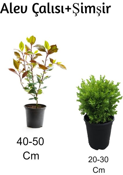 Alev Çalısı+ Şimşir 2'li Set Dış Mekan Bitkisi