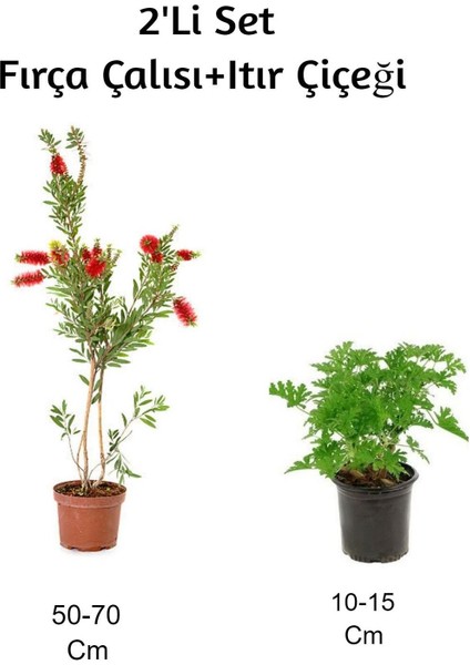 Fırça Çalısı+ Itır Çiçeği (Gül Damlası) 2'li Set Dış Mekan Bitkisi