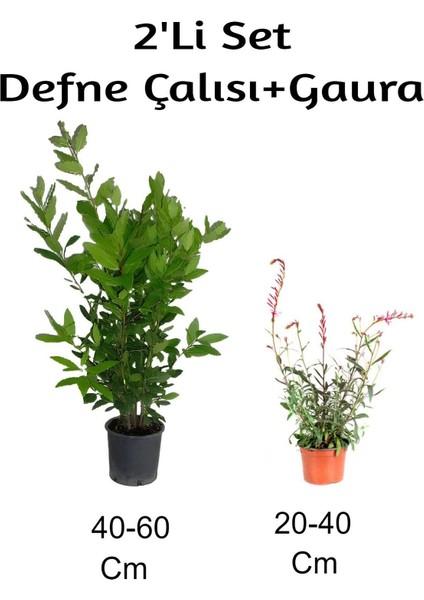 Defne Çalısı+ Gaura Çiçeği 2'li Set Dış Mekan Bitkisi