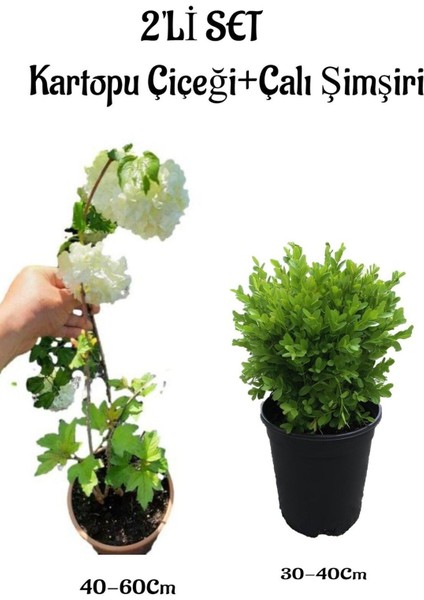 Beyaz Kartopu Çiçeği(VIBURNUM)40-60 cm +Çalı Şimşiri 2'li Set Saksılı Bahçe Bitkisi