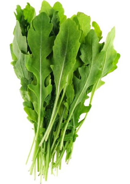 Roka Tohumu (10GR.) Bol Verimli