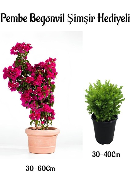 Pembe Renk Begonvil Çiçeği(30-60 cm) Çalı Şimşiri Hediyeli Bahçe Bitkisi