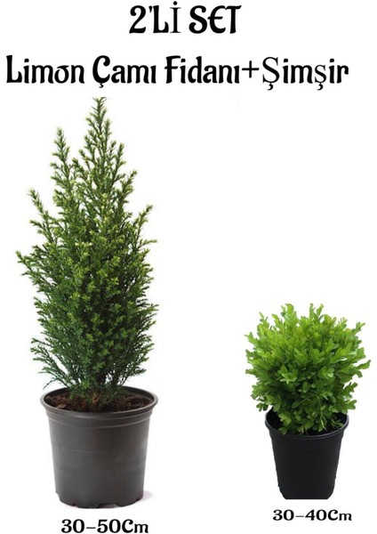 Limon ÇAMI(SERVI)(30-50 cm)+ Çalı Şımşırı(30-40 cm) 2 'li Set Saksılı Dış Mekan Bitkisi