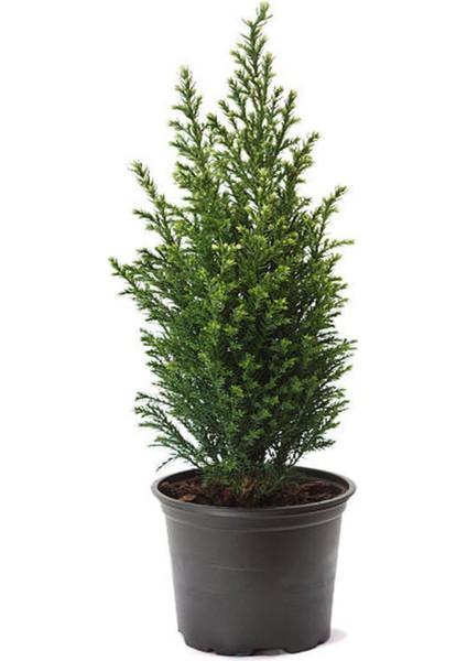 Limon ÇAMI(SERVI)(30-50 cm)+ Çalı Şımşırı(30-40 cm) 2 'li Set Saksılı Dış Mekan Bitkisi fiyatları