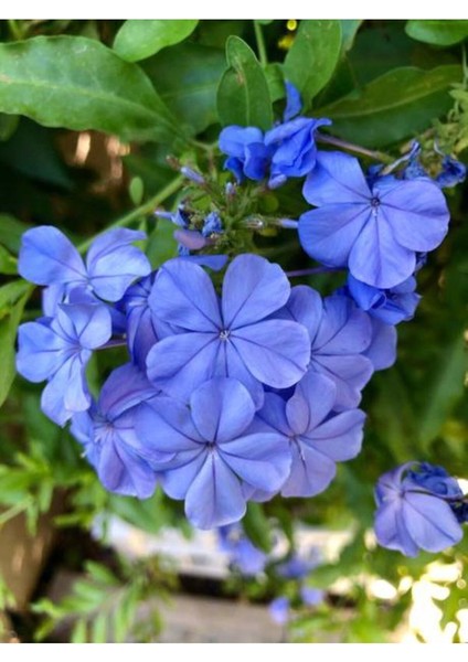 Videolu Sarmaşık Mavi Yasemin Fidesi 1 Adet Saksılı/ Tüplü 20-45 cm (Plumbago Blue Jasmine)