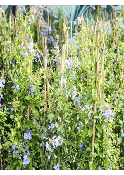 Videolu Sarmaşık Mavi Yasemin Fidesi 1 Adet Saksılı/ Tüplü 20-45 cm (Plumbago Blue Jasmine) fiyatları