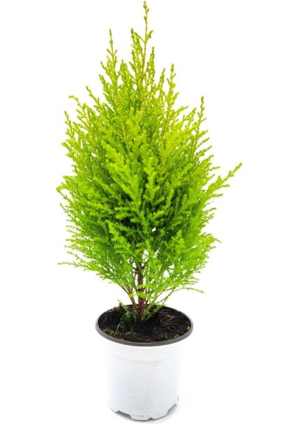 Videolu Limoni Servi Altın Gerçek Çam 1 Adet Saksılı/ Tüplü 30-50 cm (Lemon Cypress )