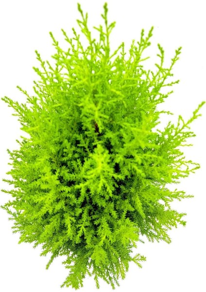 Videolu Limoni Servi Altın Gerçek Çam 1 Adet Saksılı/ Tüplü 30-50 cm (Lemon Cypress )