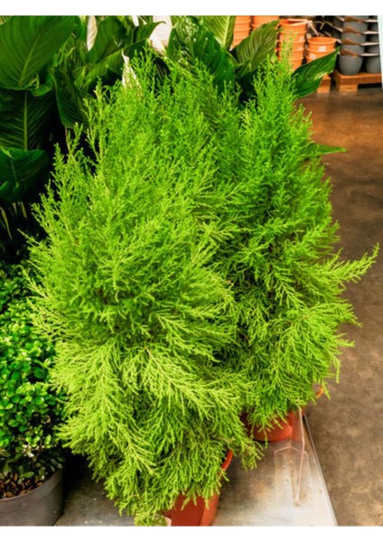 Videolu Limoni Servi Altın Gerçek Çam 1 Adet Saksılı/ Tüplü 30-50 cm (Lemon Cypress )
