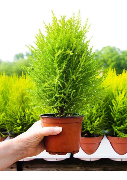 Videolu Limoni Servi Altın Gerçek Çam 1 Adet Saksılı/ Tüplü 30-50 cm (Lemon Cypress )