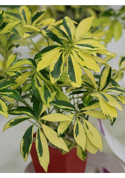 Videolu Alacalı Şeflera Bitkisi 100-120 cm Saksılı/Tüplü Dış Mekan Ağaçları Schefflera Arboricola