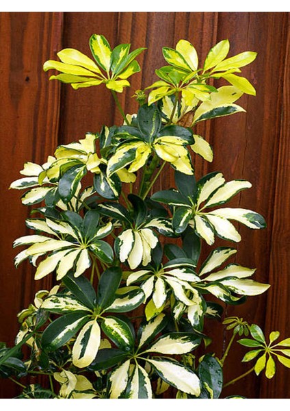 Videolu Alacalı Şeflera Bitkisi 100-120 cm Saksılı/Tüplü Dış Mekan Ağaçları Schefflera Arboricola