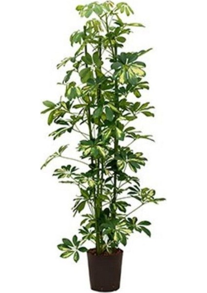 Videolu Alacalı Şeflera Bitkisi 100-120 cm Saksılı/Tüplü Dış Mekan Ağaçları Schefflera Arboricola