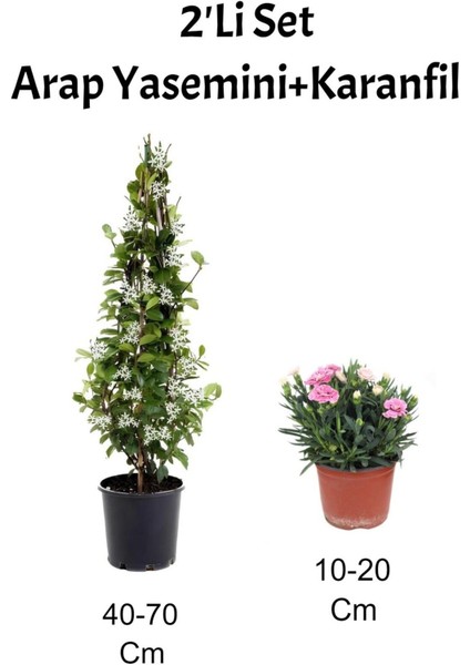 2'li Set Mis Kokulu Arap Yasemini+ Pembe Karanfil Çiçeği Dış Mekan Bitkisi