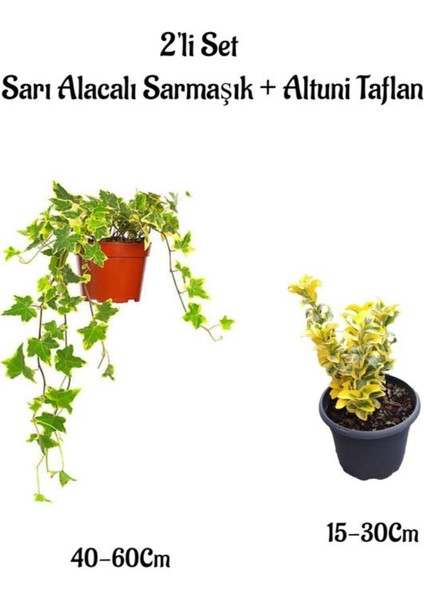 Sarı Alacalı Hedera Helix Duvar Sarmaşığı+ Altuni Taflan 2'li Set Bahçe Bitkisi