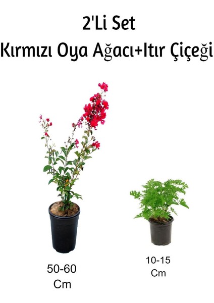 Kırmızı Oya Ağacı+ Itır Çiçeği (Gül Damlası) Dış Mekan Bitkisi