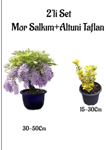Mor Salkım Ağacı Fidanı+Altuni Taflan Çit Bitkisi 2'li Set Dış Mekan Bitkisi