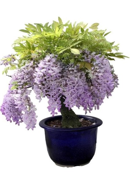 Mor Salkım Ağacı Fidanı+Altuni Taflan Çit Bitkisi 2'li Set Dış Mekan Bitkisi fiyatları