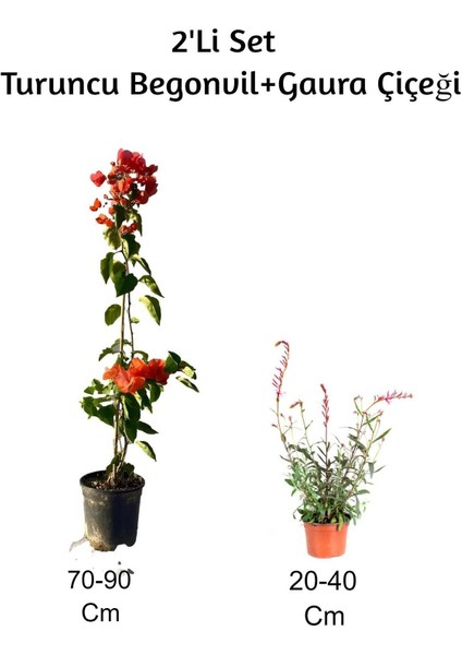 Turuncu Begonvil+ Gaura Çiçeği 2'li Set Dış Mekan Bitkisi (Begonvillia)